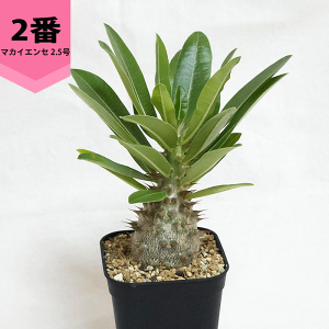 pL|fBE }JCGZ 2.5 v R[fbNX   c E  v[g  O    ϗt  Mtg v[g   JX a Vz  LO 