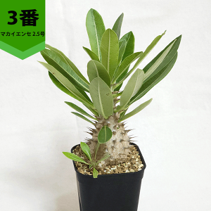 pL|fBE }JCGZ 2.5 v R[fbNX   c E  v[g  O    ϗt  Mtg v[g   JX a Vz  LO 