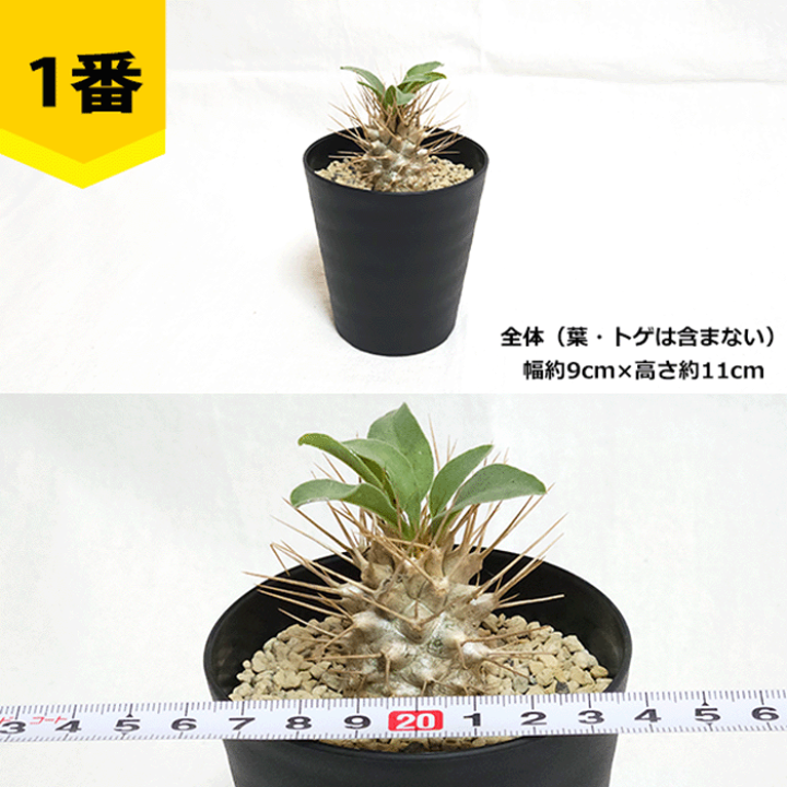 楽天市場】パキポディウム 光堂 3号 セラアート鉢 塊根植物 土 種 鉢