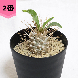 パキポディウム 光堂 3号 セラアート鉢 塊根植物 土 種 鉢 コーデックス プレゼント 種類 ナマクアナム 珍奇 ビザール プランツ 屋外 通販 送料無料 鉢物 観葉 多肉 ギフト 花 開店 誕生日 新築 結婚 記念日 贈答 お祝い 開業 植物 室内 オシャレ 販売