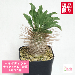 pL|fBE i}NAi 4 v  򍪐A y   R[fbNX v[g  i}NAi  rU[ vc O ʔ   ϗt  Mtg  JX a