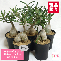 楽天市場】パキポディウム・サキュレンタムの通販