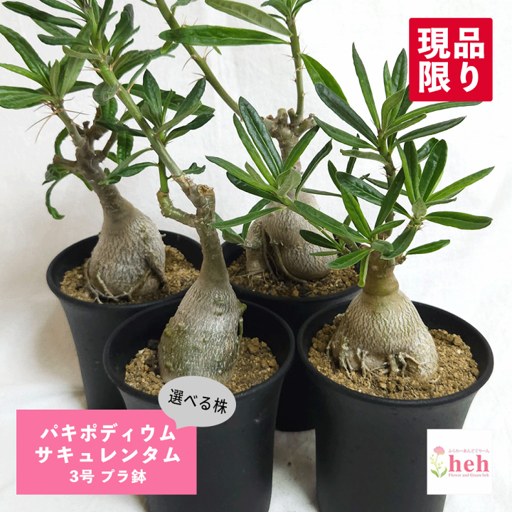 楽天市場】パキポディウム サキュレンタム 3号 プラ鉢 実生 種子 鉢 土
