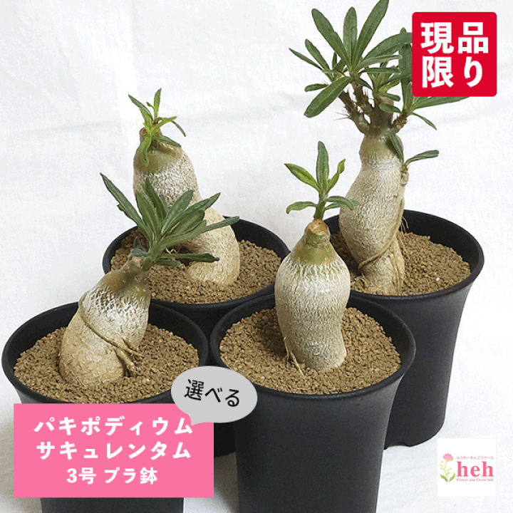 パキポディウム アンボンゲンセ 嶺ファーム産 × SRL プラ鉢 パキポディウム アンボンゲンセ 嶺ファーム産 × SRL プラ鉢