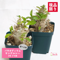 楽天市場】パキポディウムサンデルシーの通販