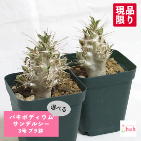 楽天市場 パキポディウム サンデルシーの通販