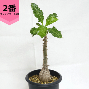 pL|fBE EB][ 3.5 v 򍪐A y   R[fbNX oj\ v[g   rU[ vc O ʔ   ϗt  Mtg  JX a Vz