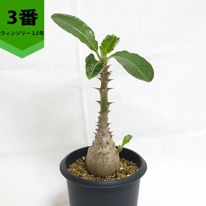 pL|fBE EB][ 3.5 v 򍪐A y   R[fbNX oj\ v[g   rU[ vc O ʔ   ϗt  Mtg  JX a Vz