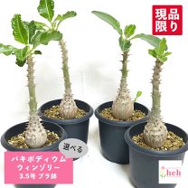 楽天市場】パキポディウム ウィンゾリー（花・ガーデン・DIY）の通販