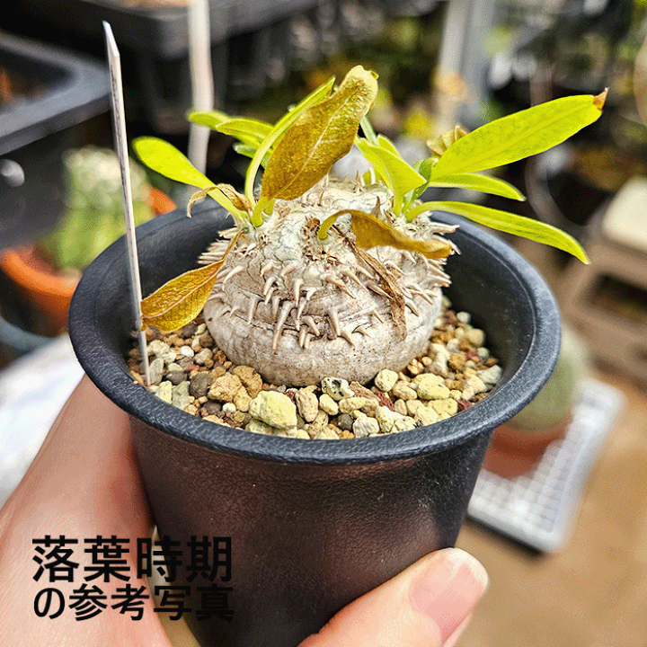 パキポディウム　ブレビカウレ　恵比寿笑　塊根植物 園芸ネット本店｜[送料無料]パキポディウム：ブレビカウレ 恵比寿笑い