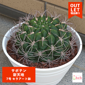 観葉植物 サボテン 大型の人気商品 通販 価格比較 価格 Com