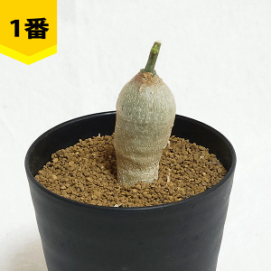 AfjA LL[ 3 ZA[g R[fbNX q  y  v[g   rU[ vc O ʔ  ϗt  Mtg   JX a Vz  LO  