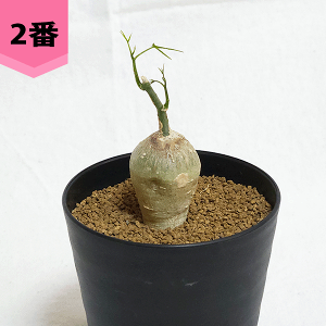 AfjA LL[ 3 ZA[g R[fbNX q  y  v[g   rU[ vc O ʔ  ϗt  Mtg   JX a Vz  LO  