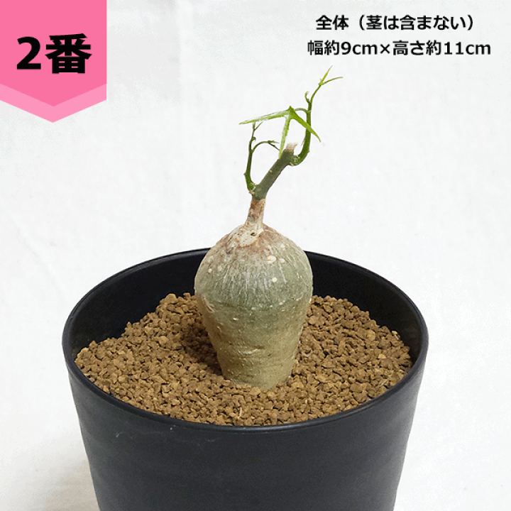 【セール】アデニア　キルキー　約3号鉢　No.002 楽天市場】アデニア キルキー 3号 セラアート鉢 コーデックス 種子 鉢