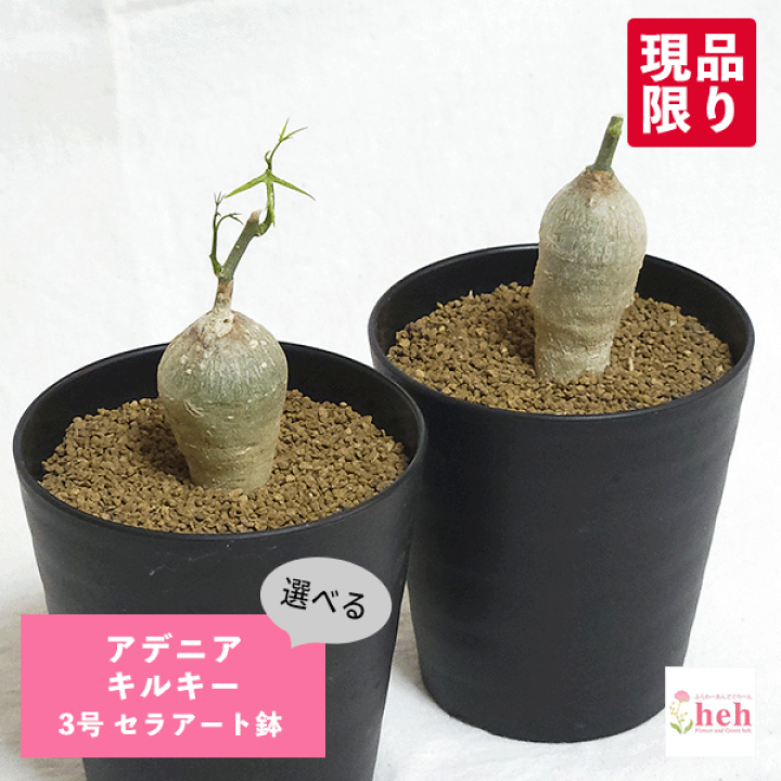 楽天市場】アデニア キルキー 3号 セラアート鉢 コーデックス 種子 鉢