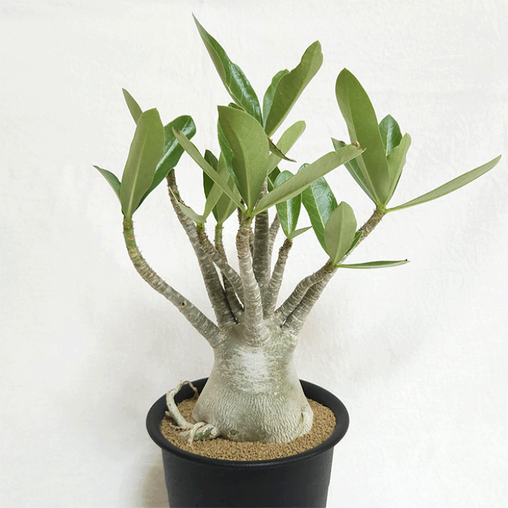 楽天市場】アデニウム アラビカム 4.5号 プラ鉢 コーデックス