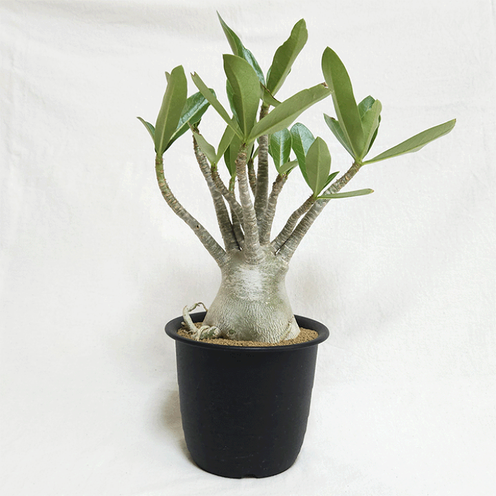 楽天市場】アデニウム アラビカム 4.5号 プラ鉢 コーデックス 塊根植物