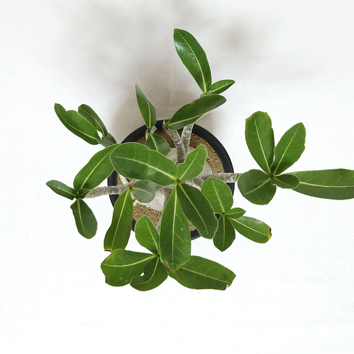 アデニウム　アラビカム　4点セット アデニウム アラビカム 4点セット Amazon.co.jp: アデニウム