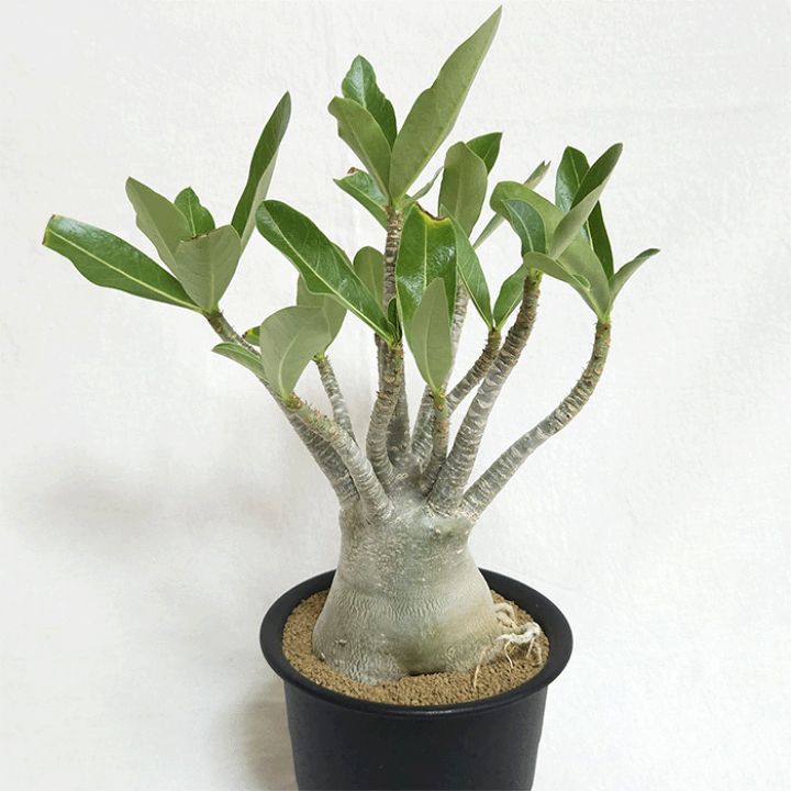 楽天市場】アデニウム アラビカム 4.5号 プラ鉢 コーデックス