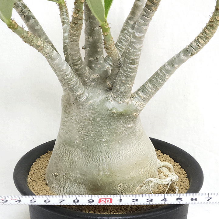アデニウム　アラビカム　4点セット 楽天市場】【送料無料】アデニウムアラビカム 4号 塊根植物