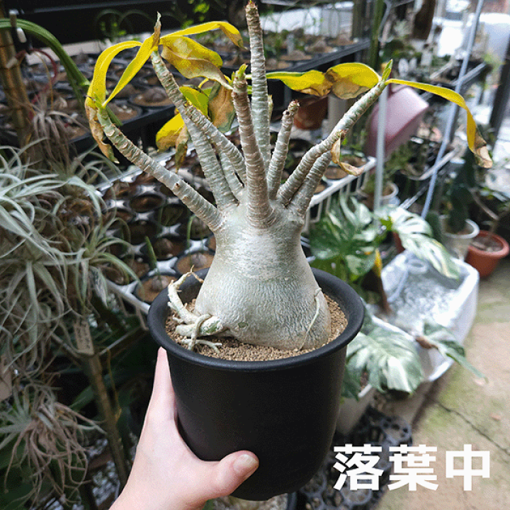 楽天市場】アデニウム アラビカム 4.5号 プラ鉢 コーデックス