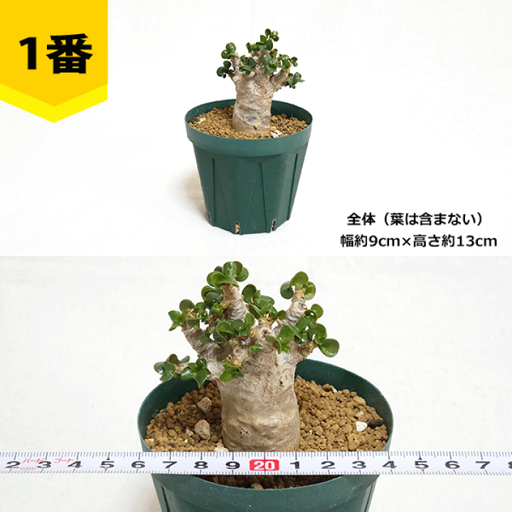 楽天市場】アデニウム アラビカム 獅子葉 3号 プラ鉢 種 希少