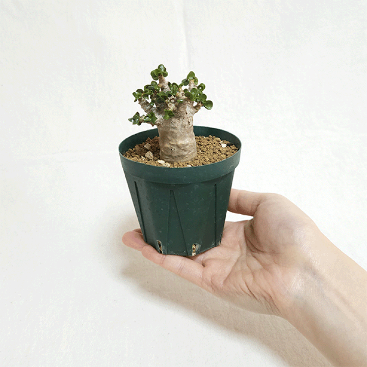 楽天市場】アデニウム アラビカム 獅子葉 3号 プラ鉢 種 希少 レア 土