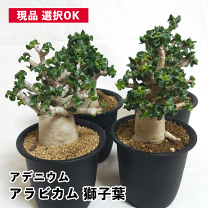 楽天市場】アデニウム アラビの通販