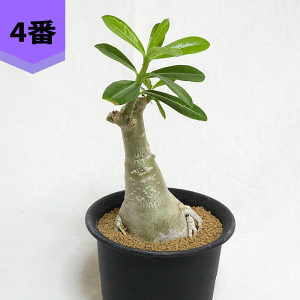 AfjE ArJ 3.5 v R[fbNX  ̃o AfjE   Ԃ   ϗt A v[g Mtg JX Vz  蕨 LO a j  