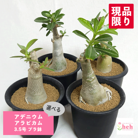 楽天市場】サボテン 刺無王冠竜 7号 セラアート鉢 観葉植物 種 土