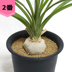 {[JlA No[^ 3 v R[fbNX 򍪐A  y ϗtA A gbN v[g  rU[ vc O  ʔ  Mtg   JX a V