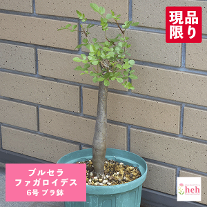 uZ t@KCfX 6 v 򍪐A y   R[fbNX v[g   rU[ vc O ʔ   ϗt  Mtg  JX a Vz  LO 