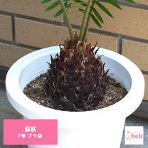 楽天市場】種 ソテツ（花・観葉植物｜花・ガーデン・DIY）の通販