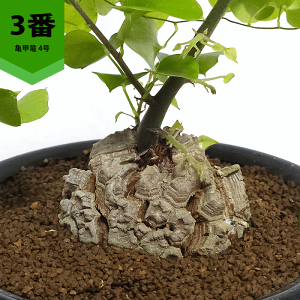 �T�b�� �i�f�B�I�X�R���A �G���t�@���e�B�؃X�j4�� �v���� �A�t���J �L�b�R�E�����E �R�[�f�b�N�X �� �� �� �r�U�[�� �v�����c �� �y �c �������� ���� �ϗt �A�� �M�t�g �J�X �V�z ���� ��