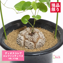 楽天市場】亀甲竜（種類（植木鉢）スタンダード鉢）の通販