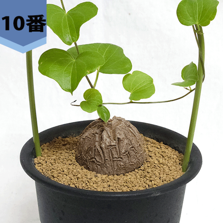 nicemiddle　ブーファン 亀甲竜 パキプス鉢付き　3点11000円 楽天市場】亀甲竜 3号 プラ鉢 ディオスコレア エレファンティぺ