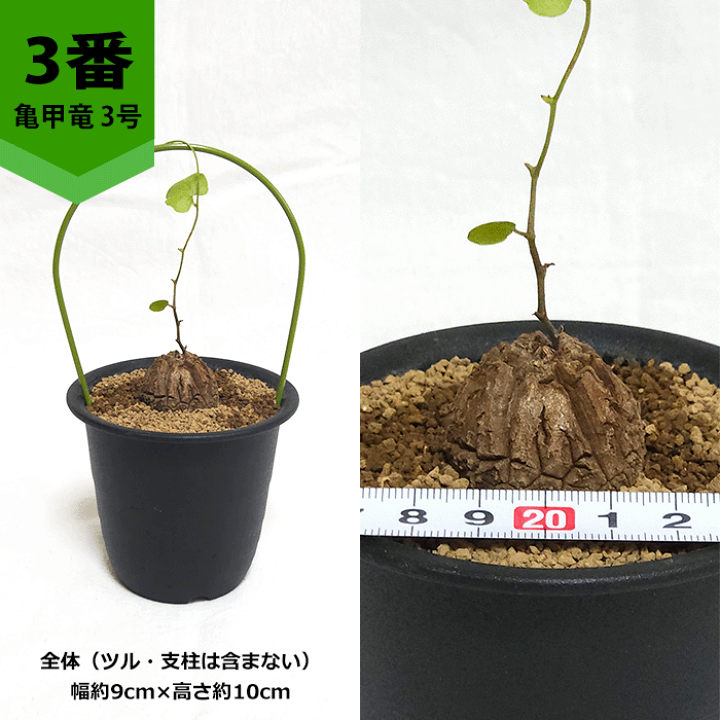nicemiddle　ブーファン 亀甲竜 パキプス鉢付き　3点11000円 長谷川園芸産】亀甲竜 Dioscorea elephantipes No.3 | mana'