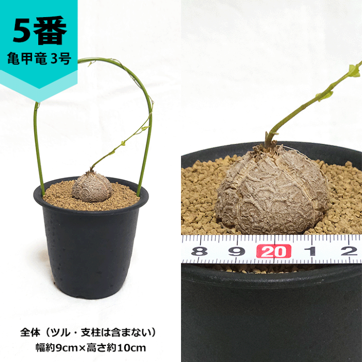 nicemiddle ブーファン 亀甲竜 パキプス鉢付き 3点11000円 楽天市場】亀甲竜 3号 プラ鉢 ディオスコレア エレファンティぺ