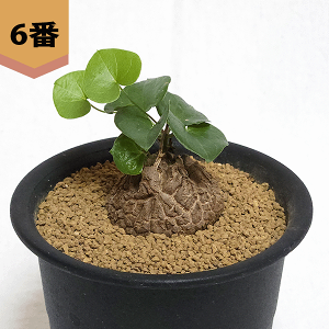 観葉植物 コーデックス 亀甲竜の人気商品・通販・価格比較 観葉植物 コーデックス 亀甲竜の人気商品・通販・価格比較