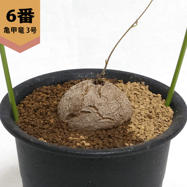 ディオスコレア　エレファンティペス　アフリカ亀甲竜　4.5号　(鉢付き) ディオスコレア エレファンティペス アフリカ亀甲竜 4.5号 (鉢付き)