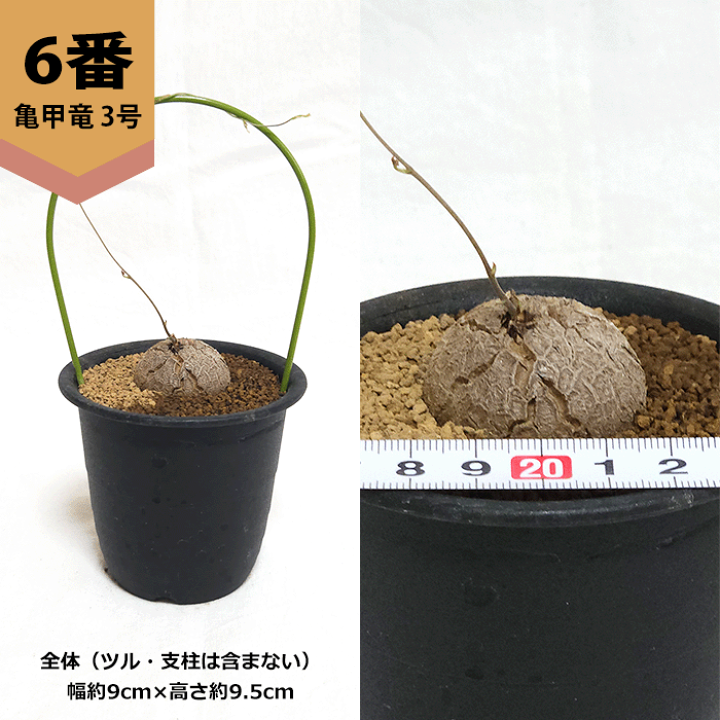 nicemiddle　ブーファン 亀甲竜 パキプス鉢付き　3点11000円 楽天市場】亀甲竜 3号 プラ鉢 ディオスコレア エレファンティぺ