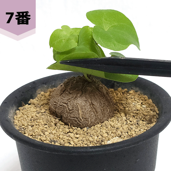 楽天市場】亀甲竜 3号 プラ鉢 ディオスコレア エレファンティぺ