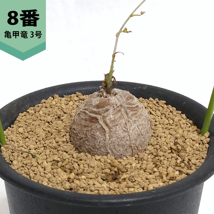 nicemiddle　ブーファン 亀甲竜 パキプス鉢付き　3点11000円 楽天市場】亀甲竜 3号 プラ鉢 ディオスコレア エレファンティぺ
