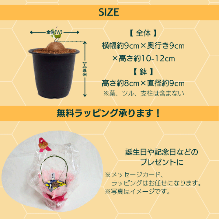 楽天市場】亀甲竜 3号 プラ鉢 ディオスコレア エレファンティぺ 楽天市場】亀甲竜 3号 プラ鉢 ディオスコレア エレファンティぺ