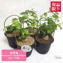 亀甲竜 3号 プラ鉢 ディオスコレア エレファンティぺス アフリカ キッコウリュウ コーデックス 塊根 花 鉢 ビザール プランツ 種 土 苗 送料無料 多肉 観葉 植物 ギフト 開店 新築 結婚 贈り物 プレゼント 記念日 誕生日 お祝い 鉢物 種類 ベランダ 販売 現品 ガーデニング