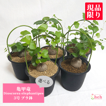 楽天市場】メキシコ亀甲竜(花・ガーデン・DIY)の通販 楽天市場】メキシコ亀甲竜(花・ガーデン・DIY)の通販