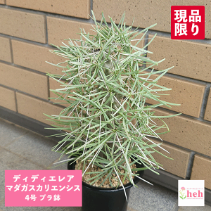 ディディエレア マダガスカリエンシス 4号 プラ鉢 コーデックス 種類 多肉 観葉 金棒の木 プランツ マダガスカル 植物 ギフト 室内 屋外 送料無料 花 鉢 開店 新築 結婚記念日 贈り物 プレゼ