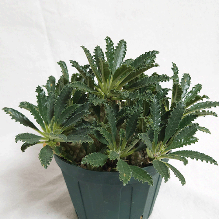 【激レア/超大型株/塊根植物】ドルステニア ラブラニー 超大型株 鉢植え 激レア/超大型株/塊根植物】ドルステニア ラブラニー 超大型株