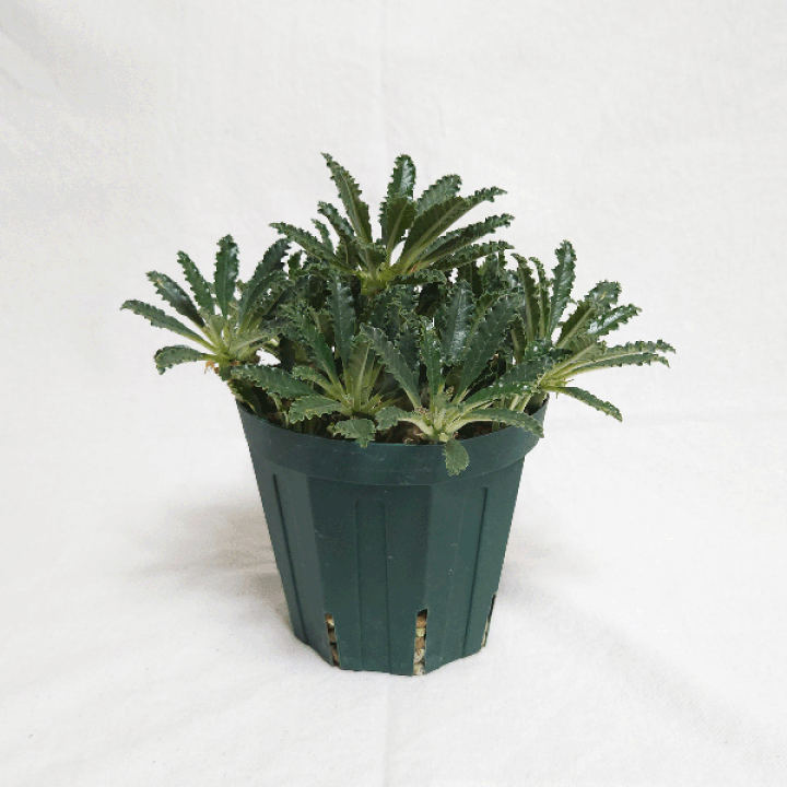 【レア/塊根植物】ドルステニア ラブラニー メス株（中株）鉢植え A 楽天市場】ドルステニア ラブラニー 4号 プラ鉢 塊根植物