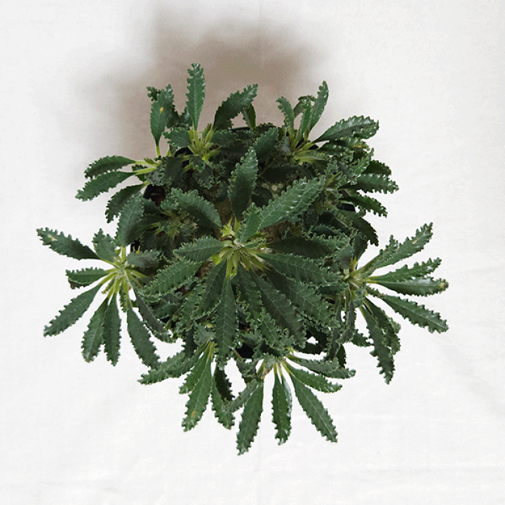 【レア/塊根植物】ドルステニア ラブラニー メス株（中株）鉢植え A レア/塊根植物】ドルステニア ラブラニー メス株（大株）鉢植え - D
